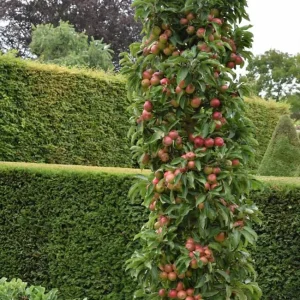 خرید نهال سیب پاکوتاه