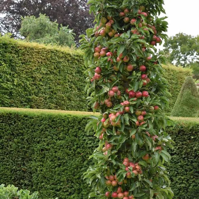 خرید نهال سیب پاکوتاه