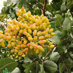 خرید نهال پسته رفسنجان