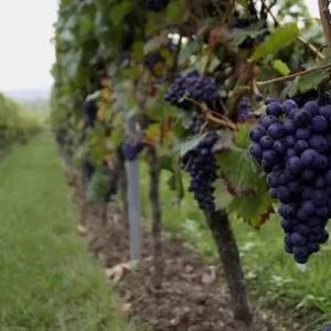 خرید نهال انگور شانی