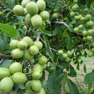 خرید نهال گردو چندلر