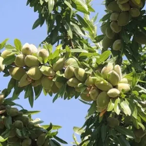 خرید نهال بادام خوشه ای