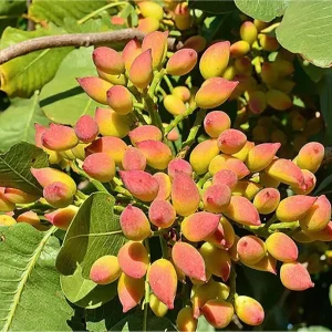 خرید نهال پسته اکبری