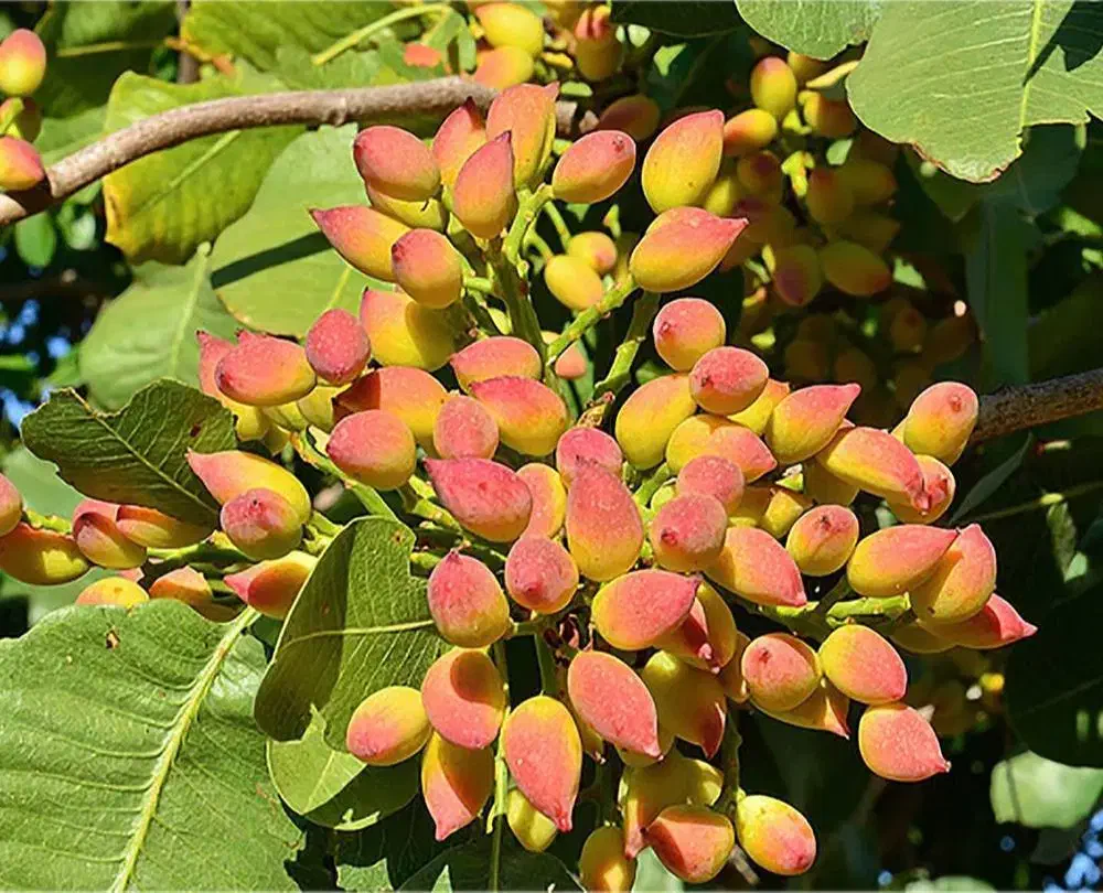 خرید نهال پسته اکبری