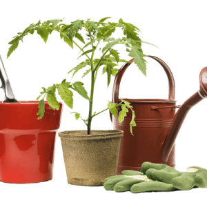 محصولات نگهداری گیاه