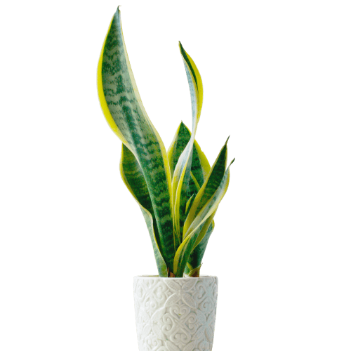 سانسوریا ابلق با گلدان